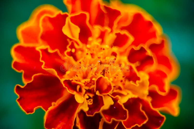 Close up of beautiful Marigold flower or Tagetes erecta, Mexican, Aztec or African marigold in the garden. Macro of marigold in flower bed sunny day. Magrigold background or tagetes card, blossom, yellow, orange, bloom, blooming, botanical, botany, bright, closeup, colorful, flora, floral, green, nature, petal, red, varieties, banti, flowers, beauty, buy, plants, marigolds, close-up, daisy, field, french, fresh, genda, leaf, leaves, natural, season, spring, summer, vibrant, wedding