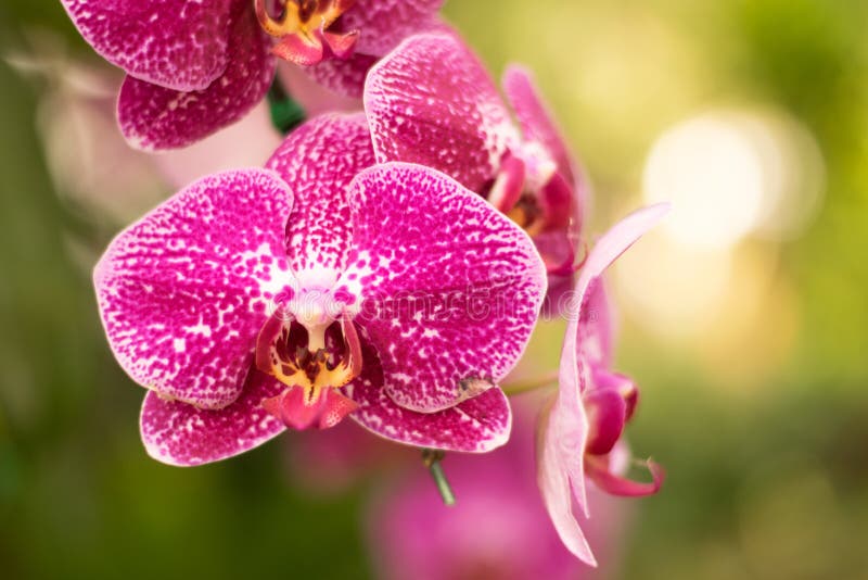 Orchid Vanda stock photo. Image of orchid, flower, variety - 17139166