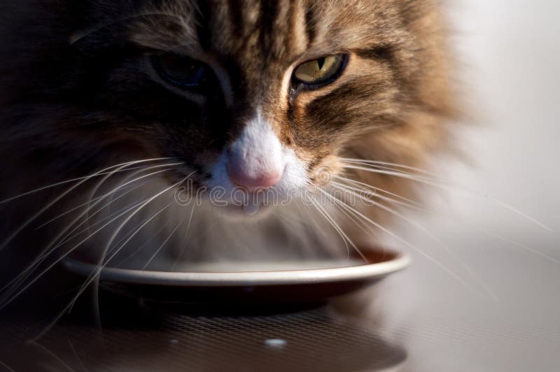 Beautiful norwegian forest cat with long whiskers is drinking milk