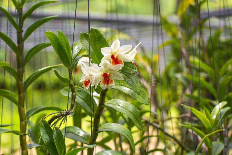 Close up beautiful orchid flower in garden with natural background.