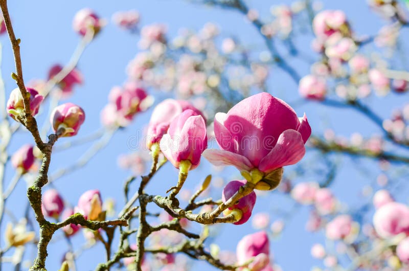 Close-up beautiful pink magnolia flowers in the spring season. Blooming purple magnolia tulip on tree branch under clear blue sky. Springtime blossom background. Close-up beautiful pink magnolia flowers in the spring season. Blooming purple magnolia tulip on tree branch under clear blue sky. Springtime blossom background.