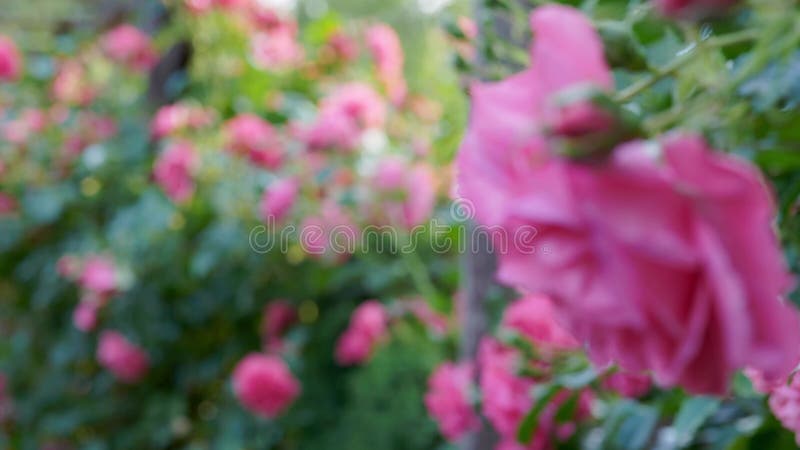 Close up of a beautiful pink rose. Changing the focus point. Wooden pergola overgrown with beautiful pink roses. Wooden garden