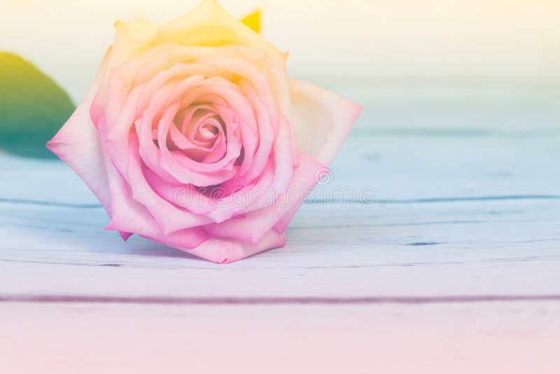 Close Up of a Beautiful Pink Rose in Soft Style Stock Image - Image of ...