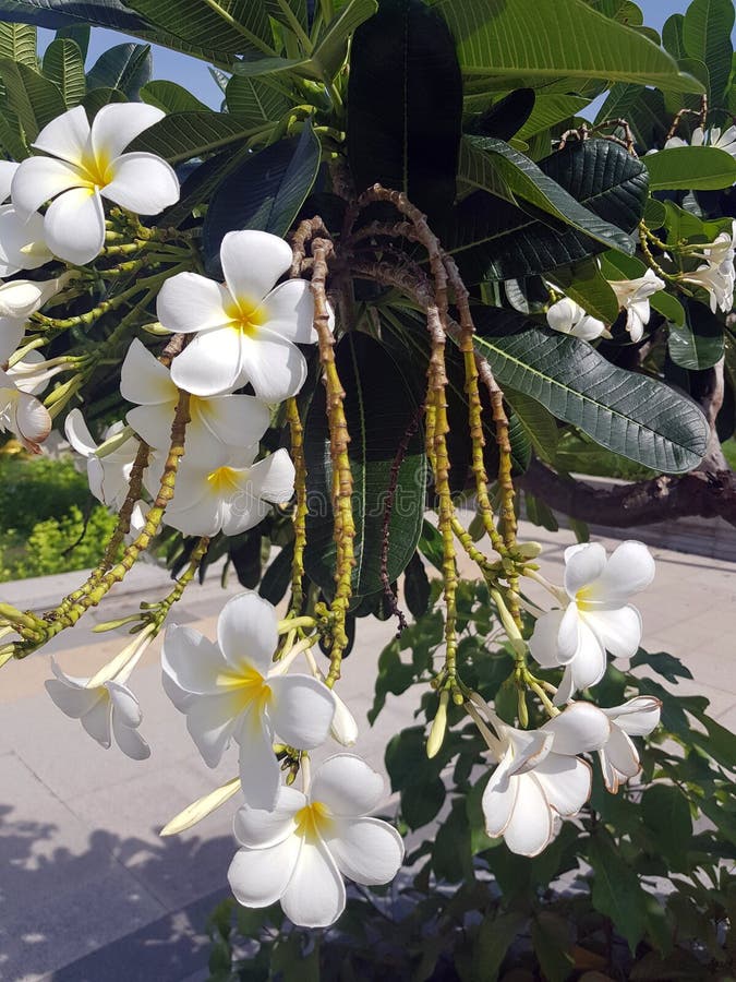Close up beautiful Plumeria royalty free stock photos Close up beautiful Plumeria royalty free stock photos