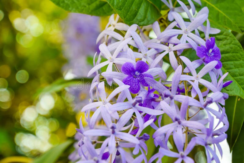 Close up of Beautiful Purple Flower, Sandpaper vine or petrea flower on Bokeh Nature Background royalty free stock images Close up of Beautiful Purple Flower, Sandpaper vine or petrea flower on Bokeh Nature Background royalty free stock images