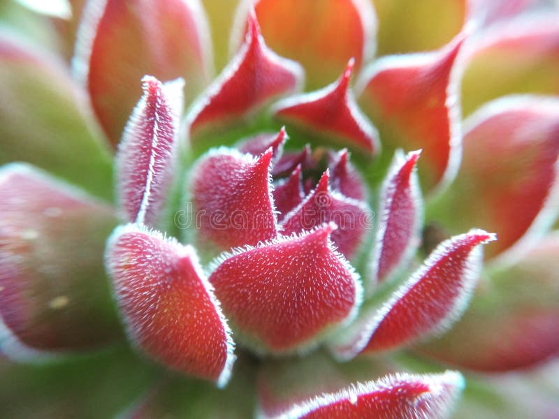 Close up of beautiful red and green Succulent flower leafs macro