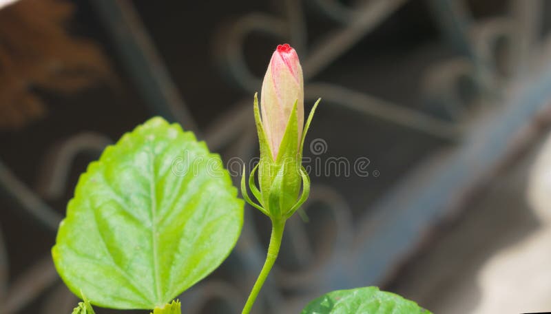 Close up of beautiful red hibiscus bud in a garden royalty free stock photo Close up of beautiful red hibiscus bud in a garden royalty free stock photo