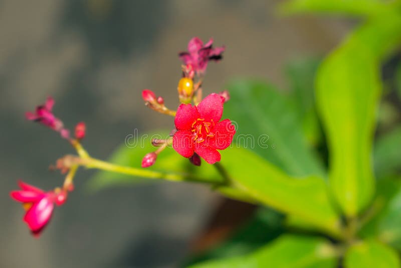 Close up of a beautiful red spring flower with blurred background royalty free stock photography Close up of a beautiful red spring flower with blurred background royalty free stock photography