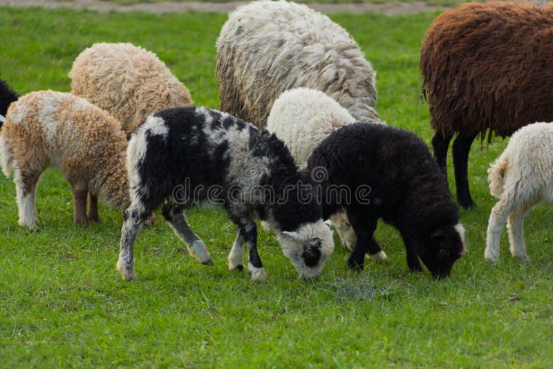 Close-up beautiful sheep graze on green meadow and nibble grass in pasture on sunny day stock photos Close-up beautiful sheep graze on green meadow and nibble grass in pasture on sunny day stock photos