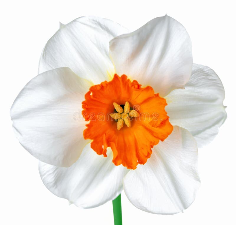 close up beautiful spring white and orange daffodil flower isolated on white background