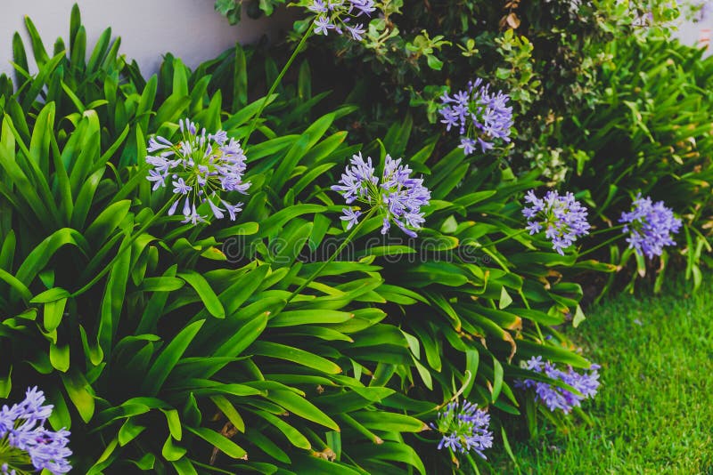 Close-up of beautiful subtropical Agapanthus Lily of the Nile pl