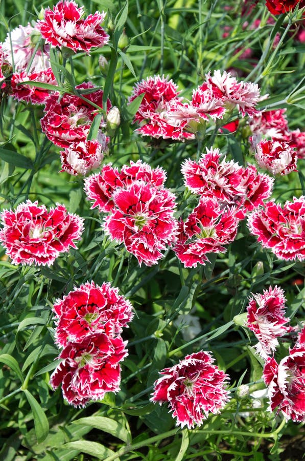 Beautiful vibrant Dianthus chinensis flowers. Pinkish white flowers on a background of green foliage royalty free stock photo Beautiful vibrant Dianthus chinensis flowers. Pinkish white flowers on a background of green foliage royalty free stock photo