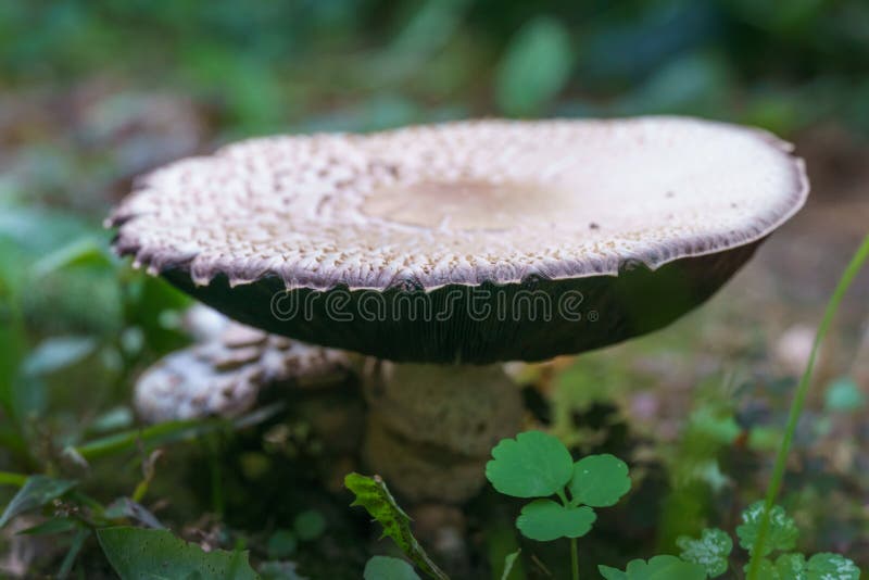 Close-up of beautiful wild mushroom Chlorophyllum molybdites - False Parasol with white cap and brown specks.