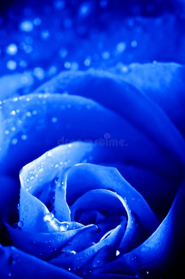 Close-up Beautiul Blue Rose With Water Drops