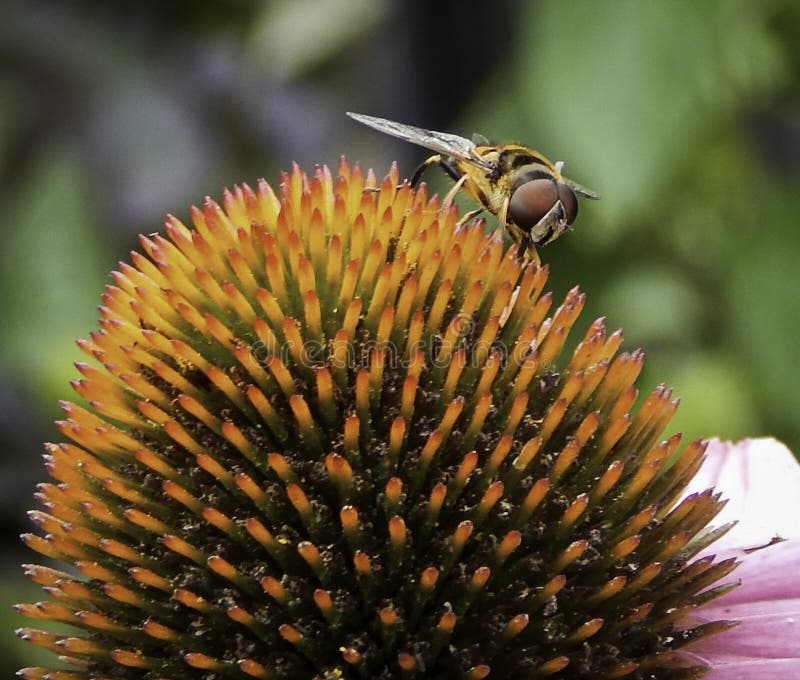 Close Up of a Bee Sitting on Flower Stock Image Image of summer, color 95717441