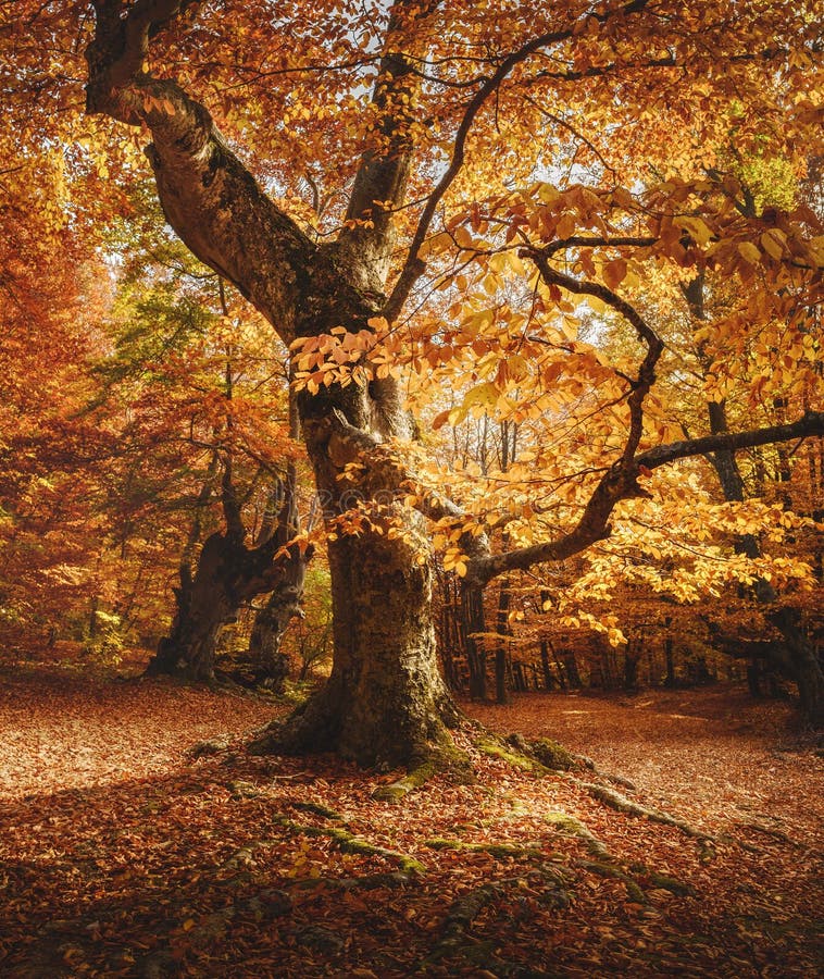 Close-up of Beech Tree. Autumn Forest Landscape Stock Photo - Image of ...