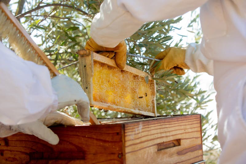 A close-up of a beehive honeycomb with lots of bees. stock photo