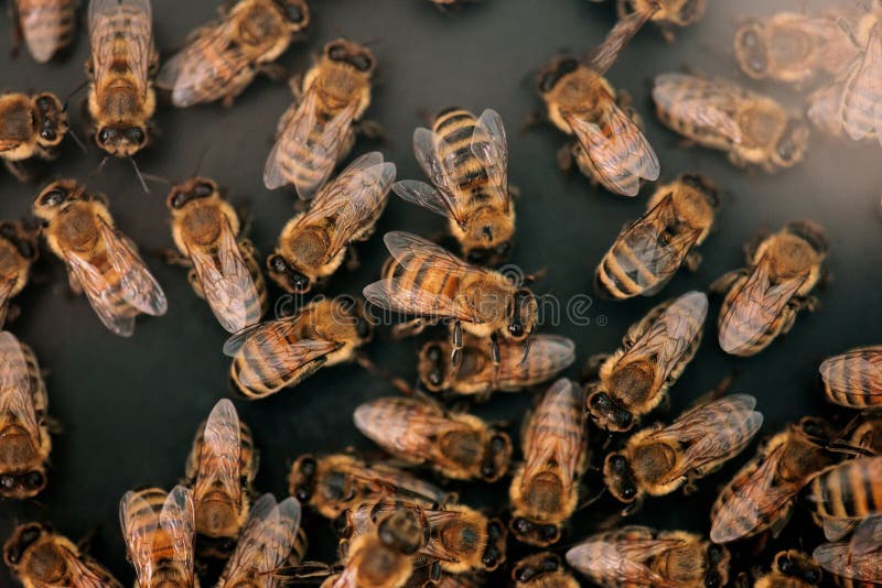 Close-up of a beehive with honeycomb and a swarm of bees. stock photography