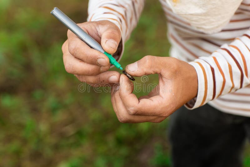Close up of beekeeper hands indicates the bee queen with a green marker stock photo