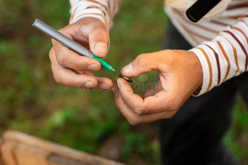 Close up of beekeeper hands indicates the bee queen with a green marker stock image