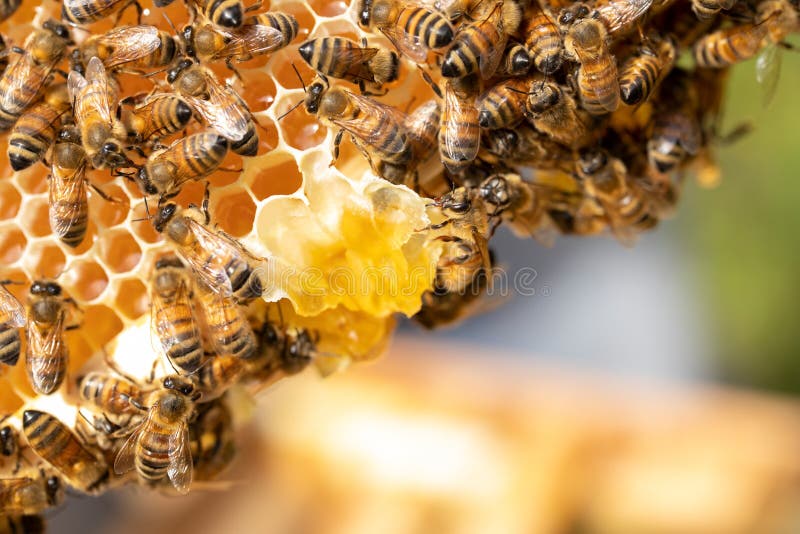 Close Up Of Bees On Beeswax Honeycomb In Hive