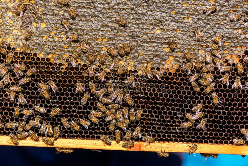 Close up of bees on honeycomb in apiary - selective focus, copy space stock images