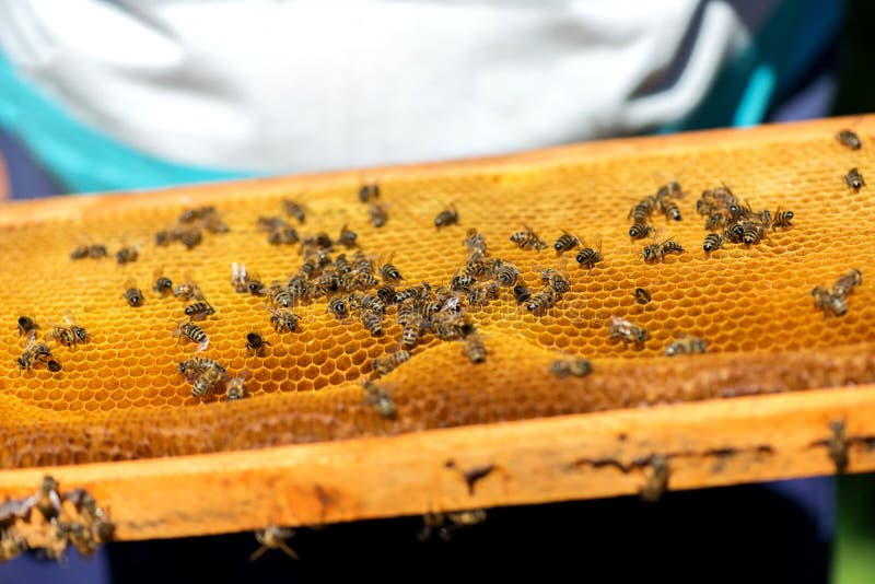 Close up of bees on honeycomb in apiary - selective focus, copy space stock photos