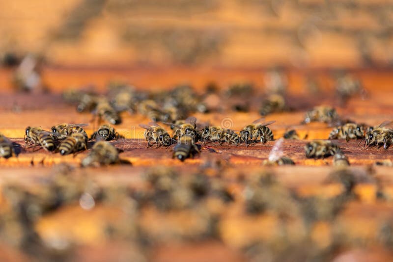 Close up of bees on honeycomb in apiary - selective focus, copy space royalty free stock images