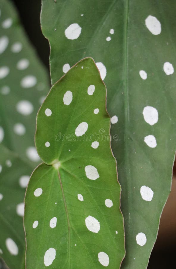 Close up of Begonia Leaves