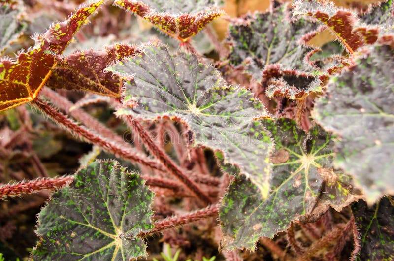 wax begonia soil wax begonia soil