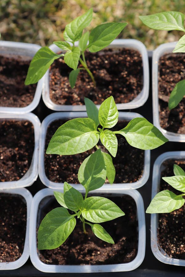 bell pepper seedlings images