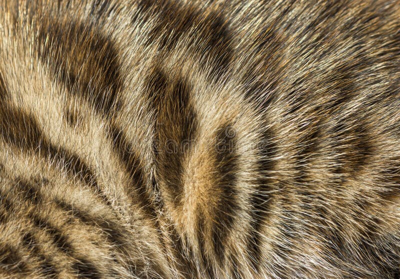 Closeup on the Bengal Cat Fur, Animal Background Stock Photo Image