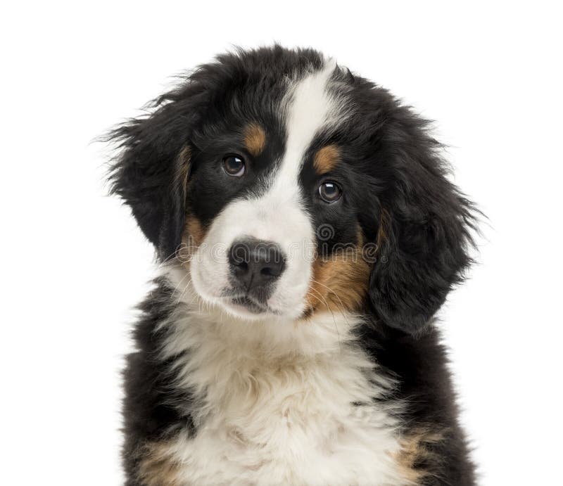 Closeup Of A Bernese Mountain Dog Puppy Stock Image