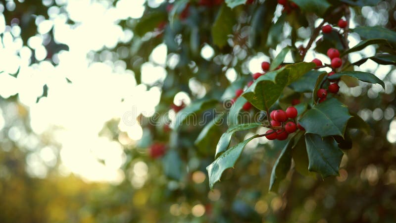 Close Up of Berries on a Holly Bush with Cinematic Lens Flare Stock ...