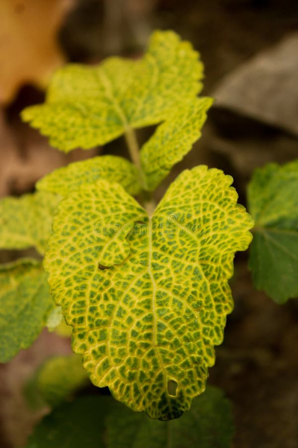 Bhendi Yellow Vein Mosaic Virus Stock Image - Image of vein, shrub