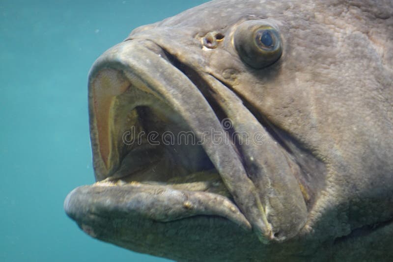 Funny Fish Grouper Stock Photos - Free & Royalty-Free Stock Photos from  Dreamstime
