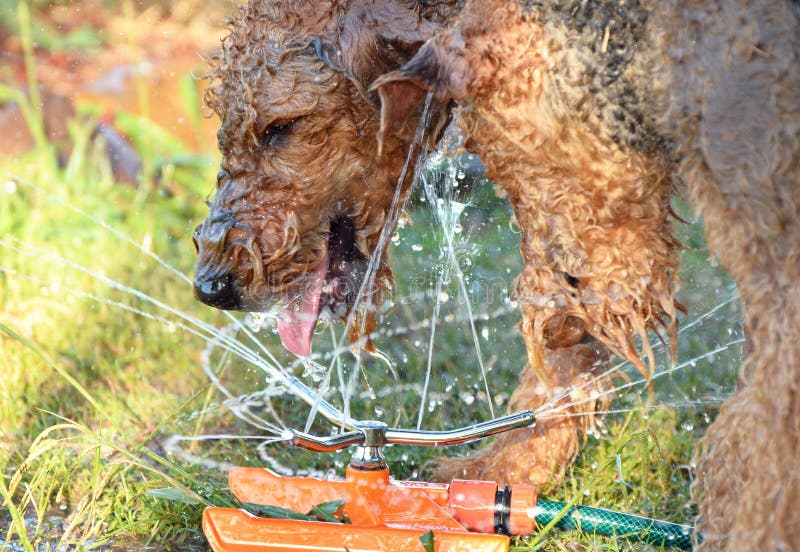 Close up big hairy dog drinking water fountain