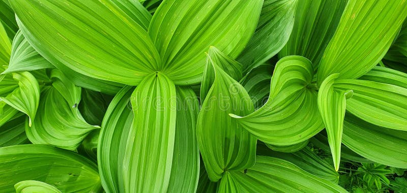 Close up on the big leaves of a False Hellebore or Veratrum Viride in the carpathians