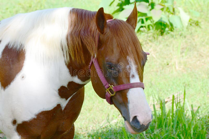 Close up of a big Pinto horse on a farm field