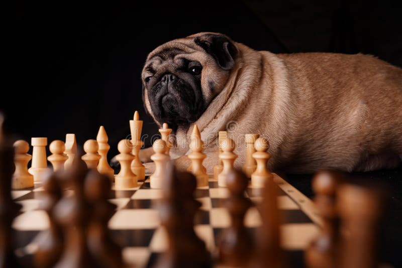 Merge Fun & Sophistication- Dogs Playing Chess Live Wallpaper - free  download