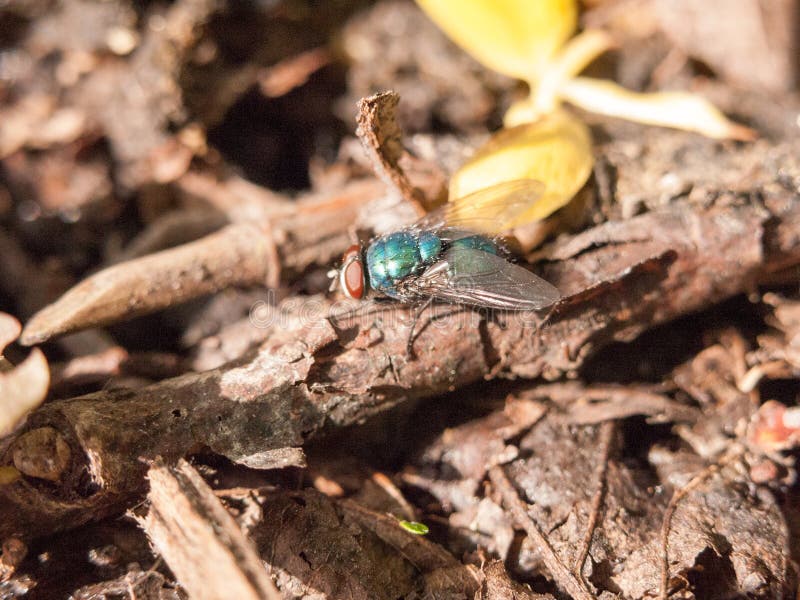 Close up of a big ugly and colorful fly resting on the ground in royalty free stock photos