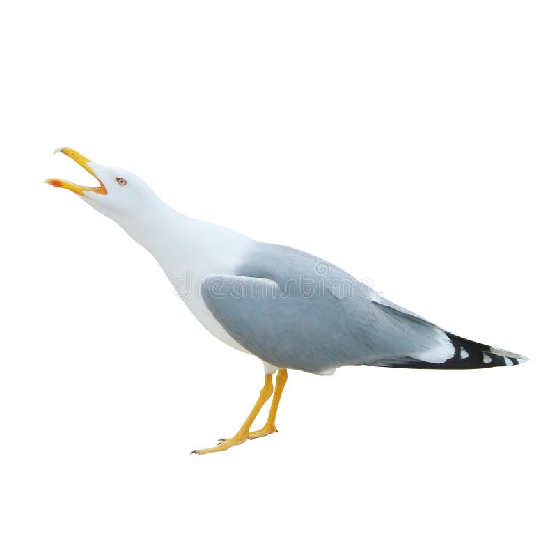 Close-up of big white seagull standing screaming crying with ope