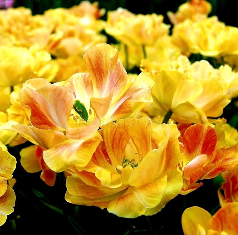 Close-up of big yellow tulips
