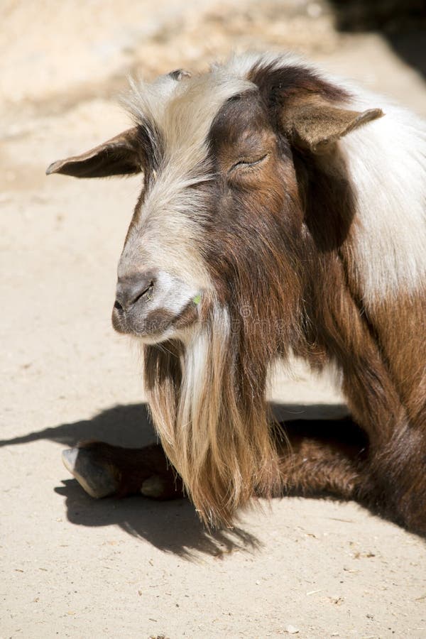 The Billy Goat is Resting in the Sand Stock Image - Image of rural,  wildlife: 219096541