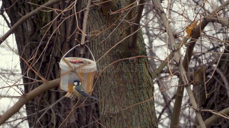 Close up of a bird eating out of a hand made bird stock footage