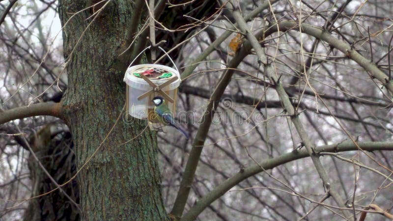 Close up of a bird eating out of a hand made bird stock video footage