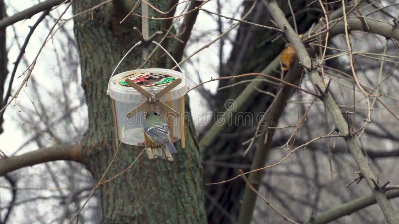 Close up of a bird eating out of a hand made bird stock video