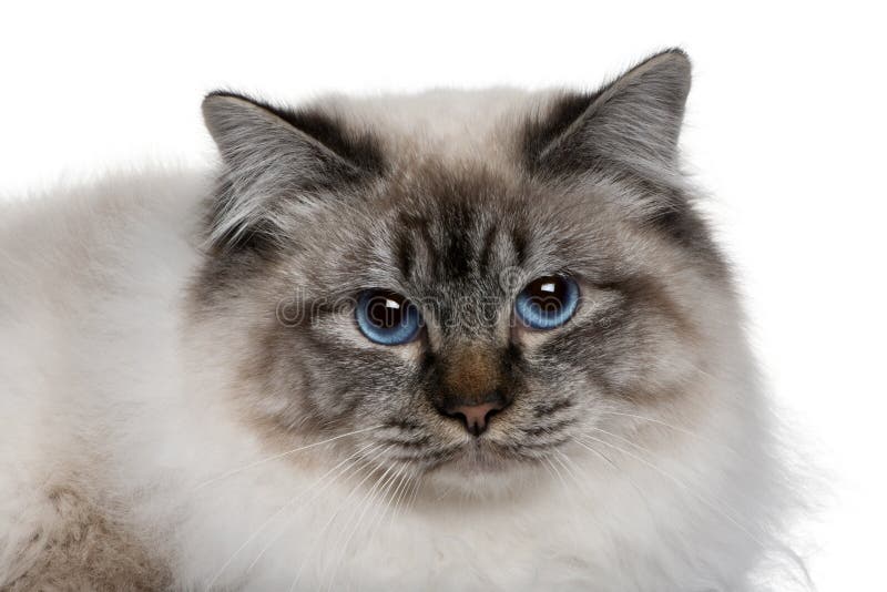 Close-up of Birman Cat S Face Stock Image - Image of breed, fluffy ...