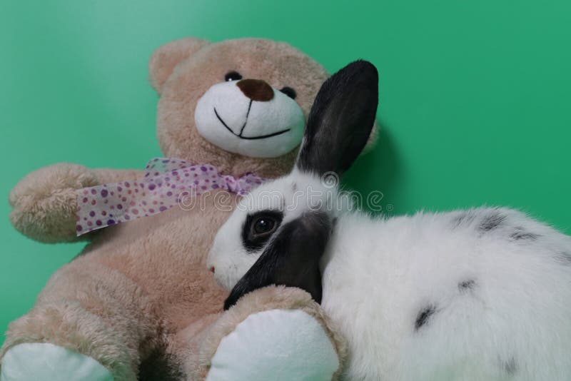 Close Up Black Bunny Rabbit on Green Background Stock Image - Image of  rabbit, domestic: 148781041