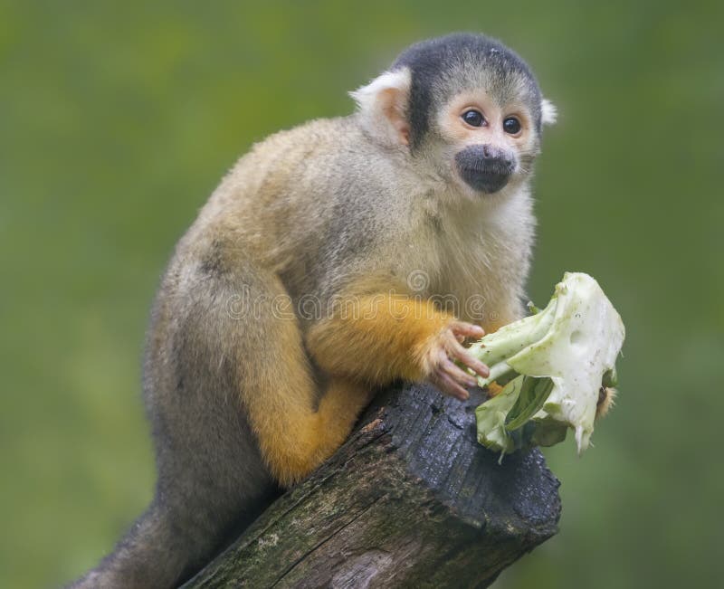 Close up of a Black-capped Squirrel Monkey with food